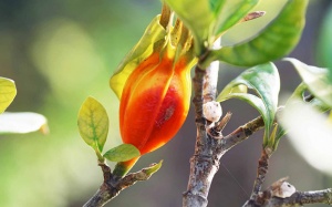 Hoạt chất từ quả dành dành giúp sửa chữa tế bào thần kinh