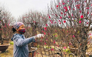 Hướng dẫn trồng đào, quất cảnh sau Tết để tận dụng cho năm sau