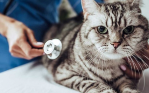 Mèo cưng bị ho liệu có đáng lo?