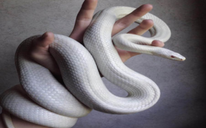 Cách xác định giới tính của rắn cảnh 