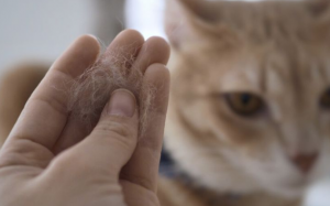 Thích nuôi mèo nhưng lại bị dị ứng phải làm sao?