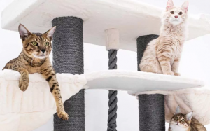 Nhà cây rất quan trọng với sức khoẻ mèo cưng, vì sao?