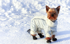 Trời lạnh, cún cưng cũng cần mặc áo khoác 