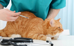 Liệu một chú mèo có thể mắc bệnh đái tháo đường?