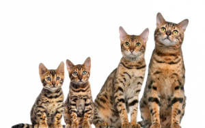 Mèo cưng của bạn bao nhiêu tuổi?