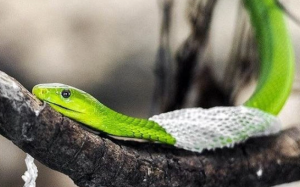 Quá trình lột da của rắn diễn ra như thế nào?