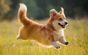 Giải mã những hành vi thường thấy ở cún cưng 