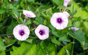 Chiết xuất lá và thân cây khoai lang ngăn ung thư vú, phổi tiến triển