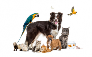 Độ tuổi trung bình của các loài thú cưng phổ biến 