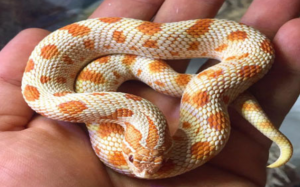 Muốn nuôi rắn cảnh, nên bắt đầu từ đâu?