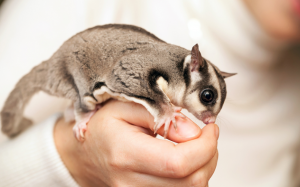 “Sen” có nên nuôi sóc bay Úc làm thú cưng?