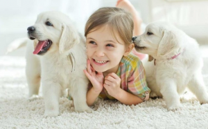 Gợi ý những dòng cún phù hợp để nuôi trong nhà