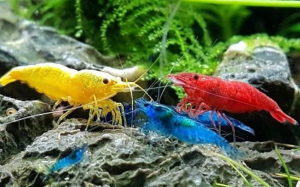 Nuôi tép cảnh có gì thú vị?