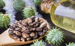 Dầu thầu dầu: “Cứu tinh” cho mái tóc nhiều gàu