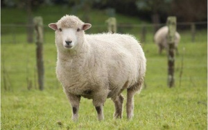 Thế giới lần đầu tiên ghi nhận cừu nhiễm cúm gia cầm H5N1