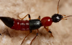 Cách phân biệt tổn thương da cho kiến ba khoang và zona thần kinh