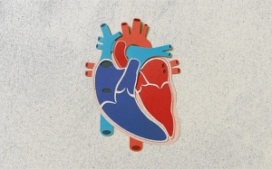 Rối loạn nhịp tim: Block nhánh phải có nguy hiểm không?