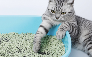 5 lý do khiến mèo cưng vệ sinh sai chỗ 