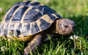 Bước đầu tiên để nuôi một chú rùa cảnh 