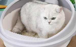 Cách chọn cát phù hợp cho mèo cưng