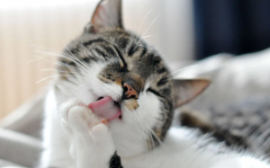 Mèo cưng mắc búi lông, “sen” phải làm sao?