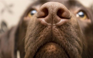 Cún cưng có thể đánh hơi “mùi” ung thư ở người?