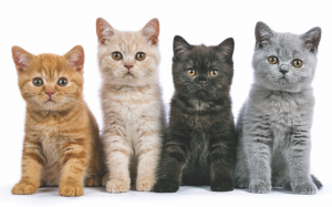 Màu lông có thể là yếu tố ảnh hưởng đến tính cách của mèo cưng?