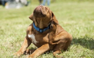 Cách phát hiện và điều trị bệnh viêm nang lông ở cún cưng 