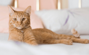 Mèo cưng tiểu ra máu, “sen” phải làm sao?