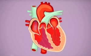 Những điều bác sĩ muốn người bệnh hiểu về bệnh rung nhĩ