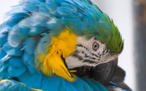 Giải mã các hành vi của chim cảnh 