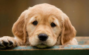 Tìm hiểu về nhóm máu của cún cưng 