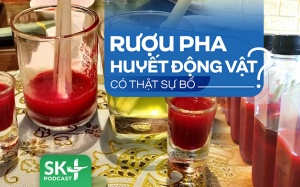 Podcast: Rượu pha huyết động vật có thật sự bổ?
