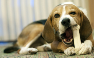 Liệu xương sườn có phải là món ngon dành cho cún cưng?