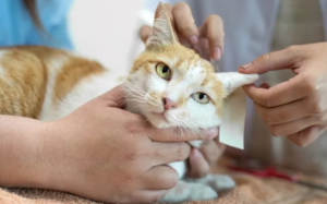 Rối loạn thần kinh ở mèo cưng