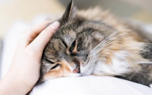 5 lý do khiến mèo cưng phát ra tĩnh điện 