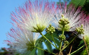 Giải pháp giúp giảm căng thẳng thần kinh từ thảo dược hợp hoan bì