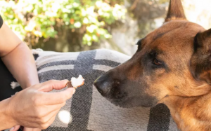 Những công dụng của dầu dừa với cún cưng