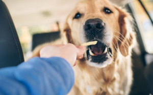 Vì sao không nên cho cún cưng ăn khoai tây chiên?