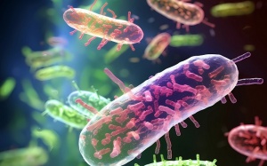 Những 'thủ phạm' gây ngộ độc thực phẩm phổ biến vào mùa Hè