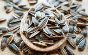 Ăn một nắm hạt hướng dương mỗi ngày mang lại lợi ích gì?