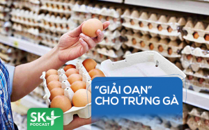 Podcast: “Giải oan” cho trứng gà