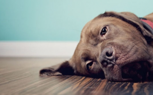 8 dấu hiệu bệnh đái tháo đường ở cún cưng 