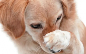 Vì sao mùi tanh lại xuất hiện trên cơ thể cún cưng?