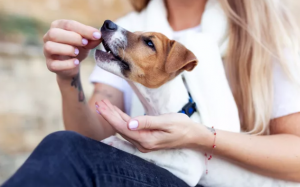 Vì sao cún cưng lại thích được cho ăn từ tay chủ?