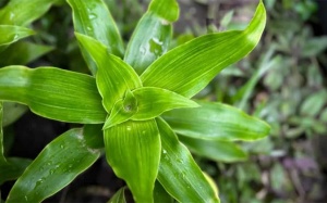 Kiểm soát bệnh đái tháo đường bằng cây lược vàng có được không?