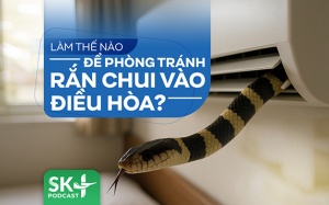 Podcast: Làm thế nào để phòng tránh rắn chui vào điều hòa?
