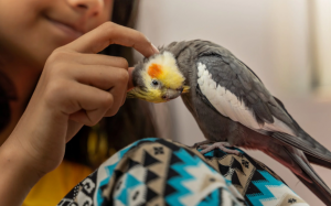 9 loại thực phẩm bổ dưỡng dành cho chim cảnh