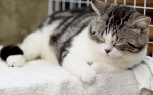 Cách nhận biết bệnh mất trí ở mèo già