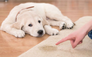 Giải mã những hành vi thường thấy ở cún cưng 